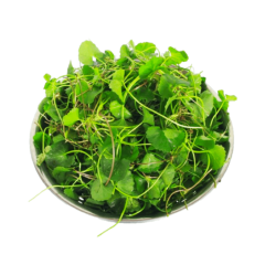 Rau má 250g chính hãng | Siêu Thị GO!– Thực phẩm giá tốt