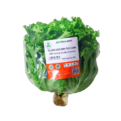 Xà lách lolo xanh thủy canh GO! VietGAP 200g chính hãng | Siêu Thị GO!– Thực phẩm giá tốt