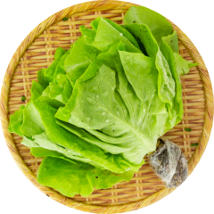 Xà lách mỡ thủy canh GO! VietGAP 200g chính hãng | Siêu Thị GO!– Thực phẩm giá tốt