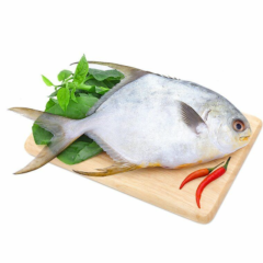 Cá chim biển size 400 - 500g/con chính hãng | Siêu Thị GO!– Thực phẩm giá tốt